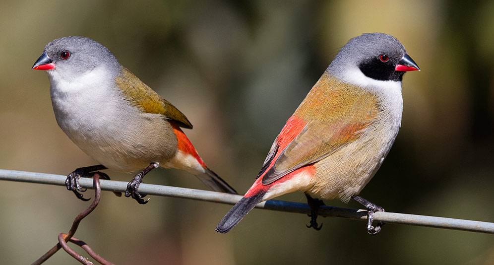 Swee Waxbill pair